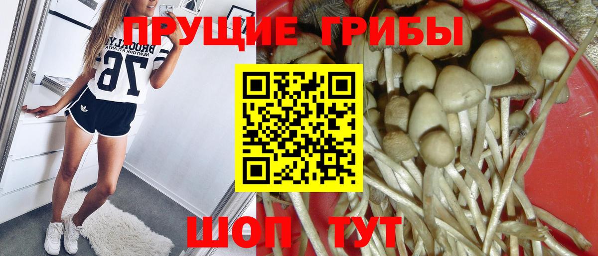 закладки  Вход с VPN  Туапсе  Псилоцибиновые грибы Psilocybe 